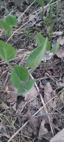 Arnica cordifolia (heartleaf arnica) (alternate view 3)