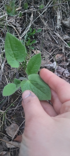 Arnica cordifolia (heartleaf arnica) (alternate view 4)