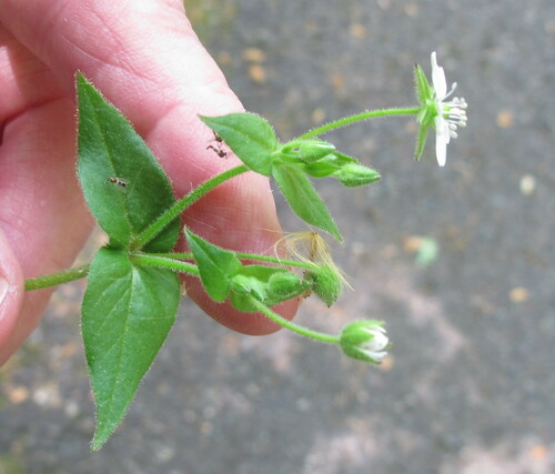 Stellaria aquatica (Water Chickweed)