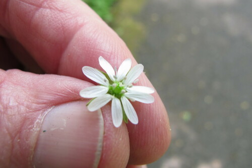 Stellaria aquatica (Water Chickweed)