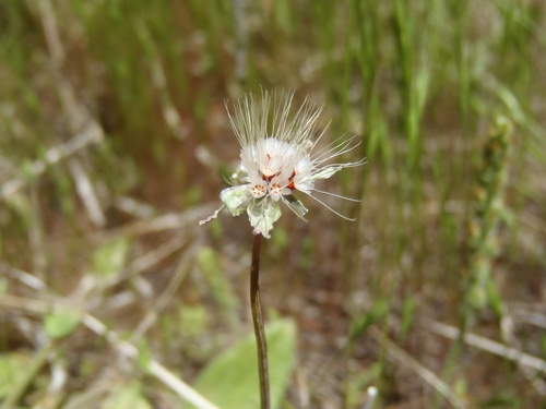 Krigia virginica (Virginia dwarfdandelion) (alternate view 3)