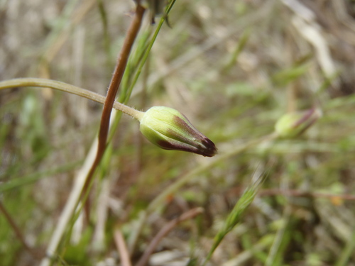 Krigia virginica (Virginia dwarfdandelion) (alternate view 5)