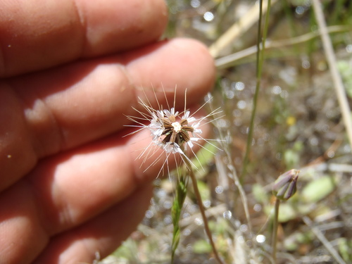 Krigia virginica (Virginia dwarfdandelion) (alternate view 2)