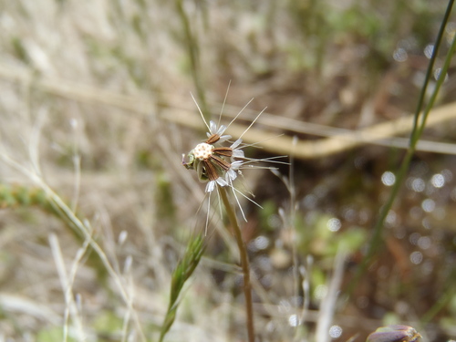 Krigia virginica (Virginia dwarfdandelion) (alternate view 4)