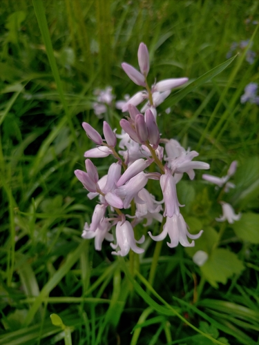 Hyacinthoides × massartiana (Hybrid bluebell) (alternate view 12)