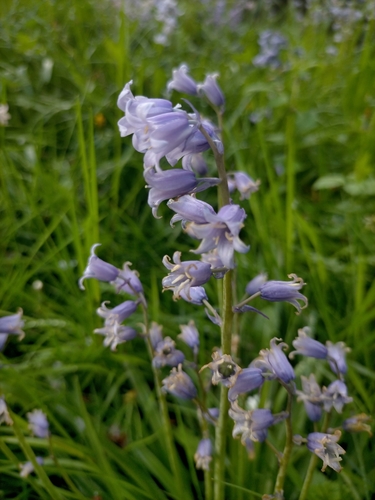 Hyacinthoides × massartiana (Hybrid bluebell) (alternate view 13)