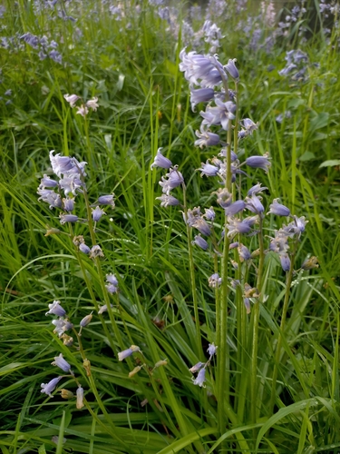 Hyacinthoides × massartiana (Hybrid bluebell) (alternate view 14)