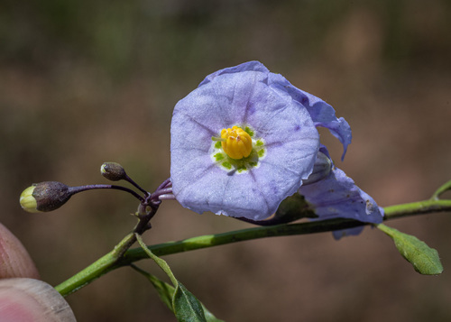 Solanum parishii (Parish's nightshade) (alternate view 7)