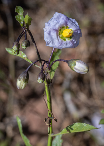 Solanum parishii (Parish's nightshade) (alternate view 4)
