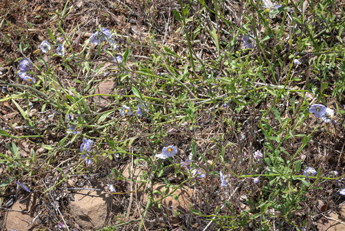 Solanum parishii (Parish's nightshade) (alternate view 6)
