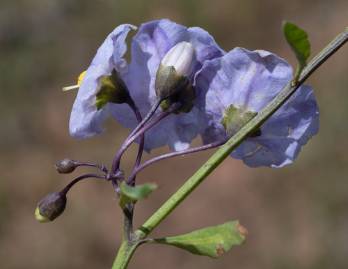 Solanum parishii (Parish's nightshade) (alternate view 5)