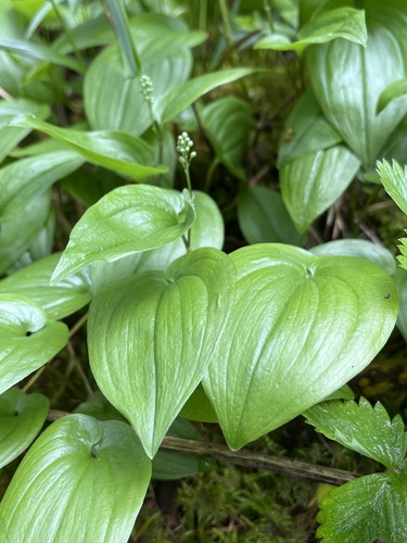 Maianthemum bifolium (May Lily)
