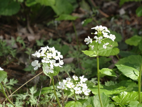 Pachyphragma macrophyllum (giant spring brassica) (alternate view 4)
