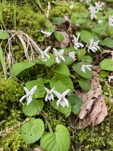 Viola blanda (sweet white violet) (alternate view 2)