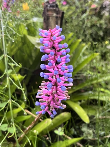 Aechmea (alternate view 8)