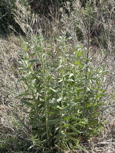 Pluchea sericea (arrowweed) (alternate view 4)