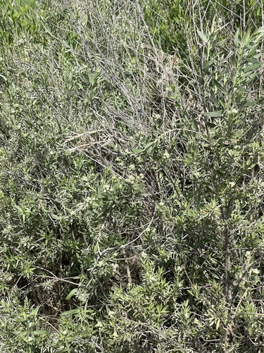 Pluchea sericea (arrowweed) (alternate view 5)