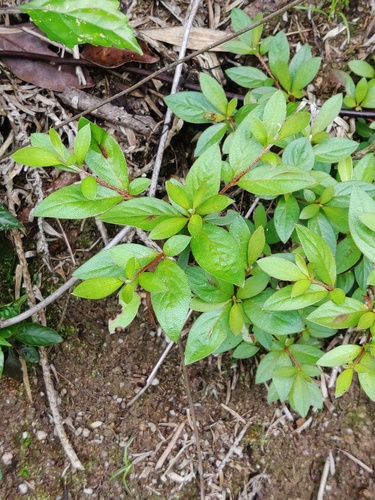 Rhododendron simsii (Indian Azalea) (alternate view 9)