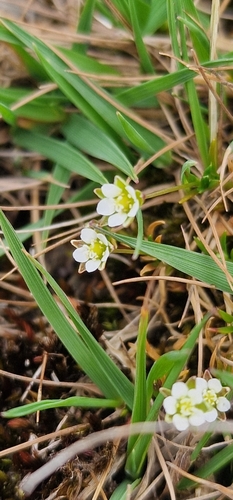 Sagina subulata (Irish moss)