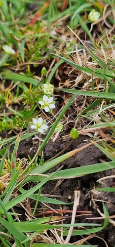 Sagina subulata (Irish moss) (alternate view 2)