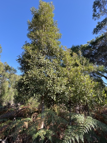Elaeocarpus reticulatus (Blueberry ash) (alternate view 6)