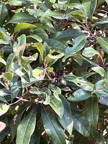 Elaeocarpus reticulatus (Blueberry ash) (alternate view 7)