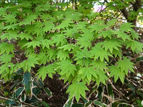 Acer sieboldianum (Siebold Maple) (alternate view 3)