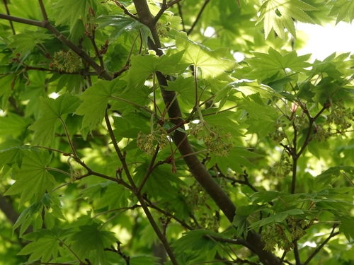 Acer sieboldianum (Siebold Maple) (alternate view 4)