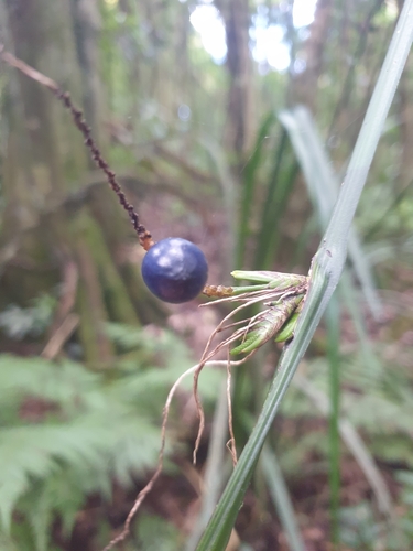 Gymnostachys anceps (settler's flax)
