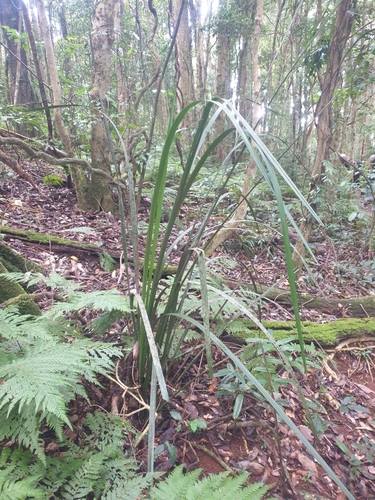 Gymnostachys anceps (settler's flax) (alternate view 2)
