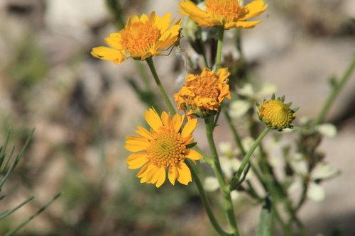 Verbesina encelioides (cowpen daisy) (alternate view 9)
