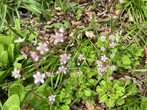 Saxifraga x urbium (London pride) (alternate view 3)
