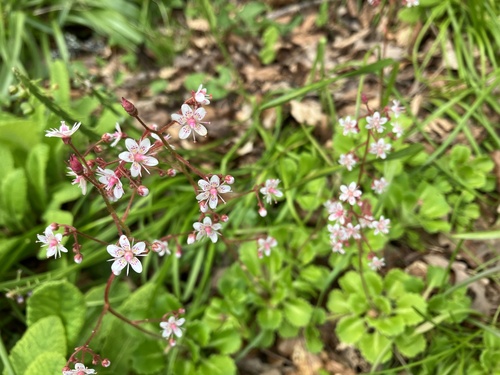 Saxifraga x urbium (London pride) (alternate view 4)