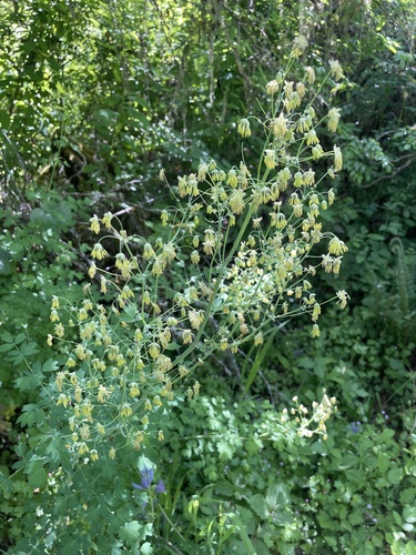 Thalictrum polycarpum (Tall Meadow-rue)