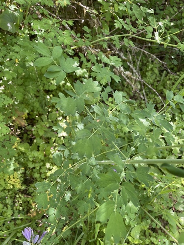 Thalictrum polycarpum (Tall Meadow-rue) (alternate view 2)
