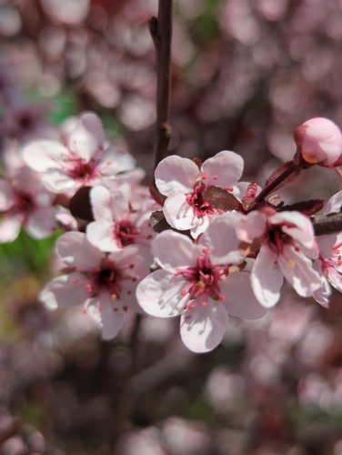 Prunus × cistena (Purple-leaved Sand Cherry) (alternate view 3)