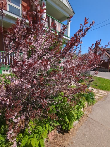 Prunus × cistena (Purple-leaved Sand Cherry) (alternate view 4)