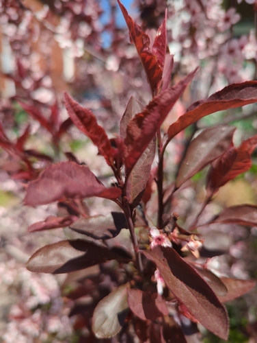 Prunus × cistena (Purple-leaved Sand Cherry) (alternate view 6)