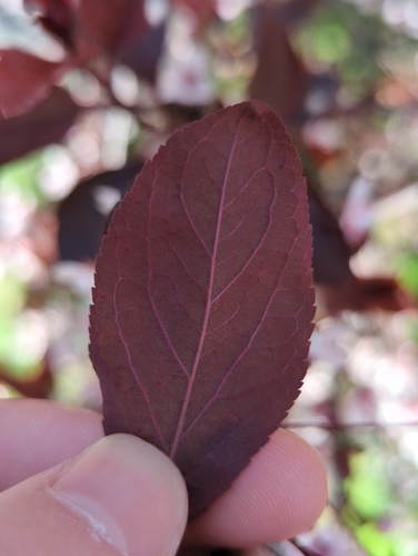 Prunus × cistena (Purple-leaved Sand Cherry) (alternate view 7)