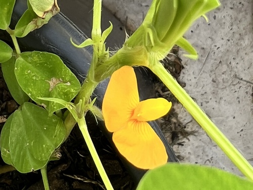 Arachis (peanuts) (alternate view 6)