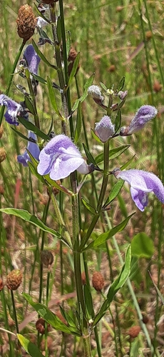 Scutellaria integrifolia (Helmet skullcap) (alternate view 6)