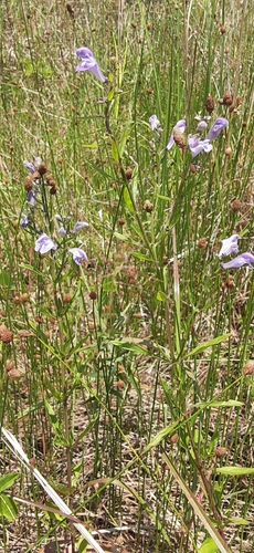 Scutellaria integrifolia (Helmet skullcap) (alternate view 7)