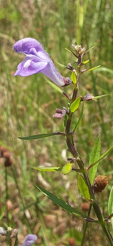 Scutellaria integrifolia (Helmet skullcap) (alternate view 8)