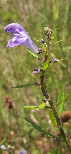 Scutellaria integrifolia (Helmet skullcap) (alternate view 9)