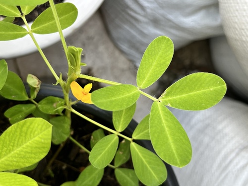Arachis (peanuts) (alternate view 7)