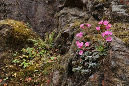 Lewisia cotyledon (lewisia) (alternate view 2)