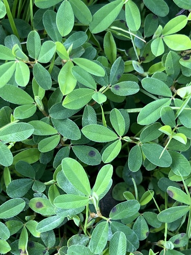 Kummerowia striata (Japanese Clover) (alternate view 5)