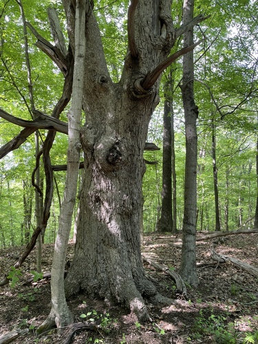 Quercus stellata (post oak)