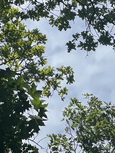 Quercus stellata (post oak)