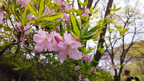 Rhododendron schlippenbachii (royal azalea)